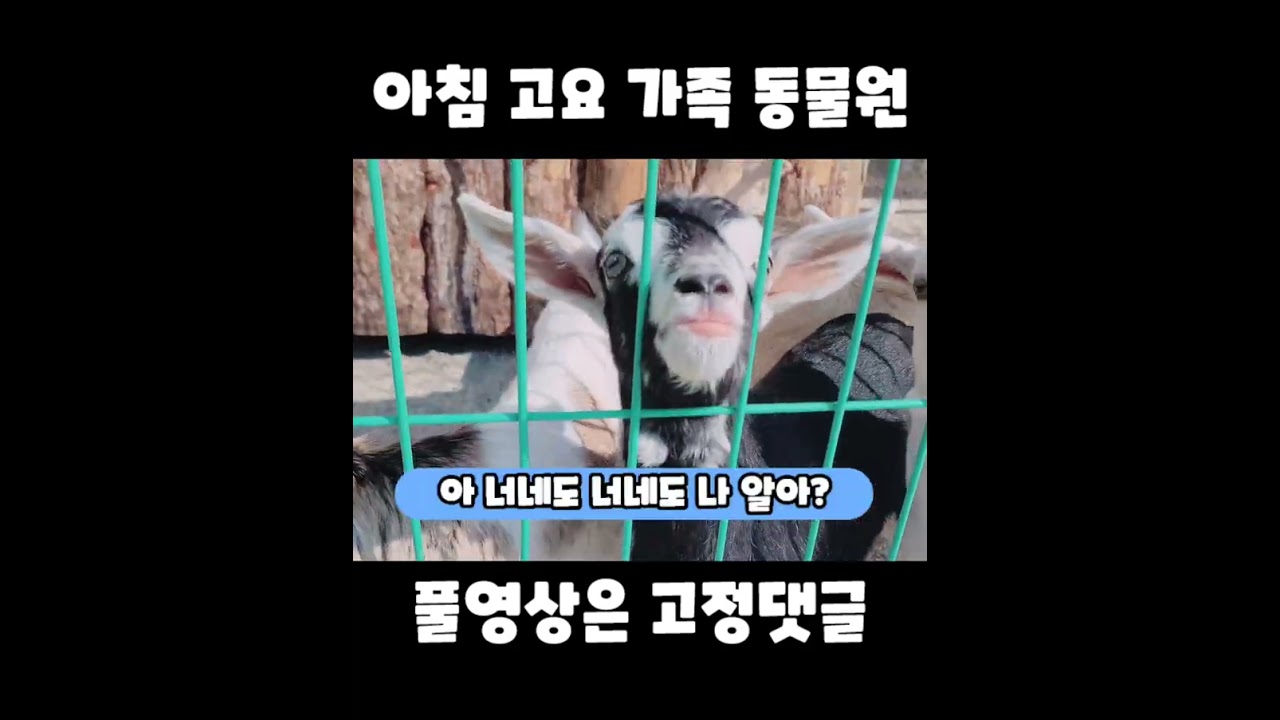 아침고요 가족 동물원 리뷰 #리뷰 #아침고요가족동물원