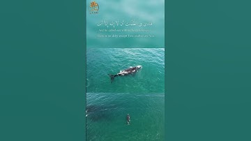 قرآن كريم | تلاوة طيبة وخاشعة | ما تيسر من سورة الأنبياء بصوت القارئ إسلام صبحي