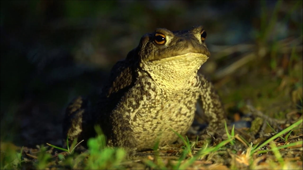 Rupikonna / Crapaud commun / Common toad / Erdkröte (Bufo bufo)
