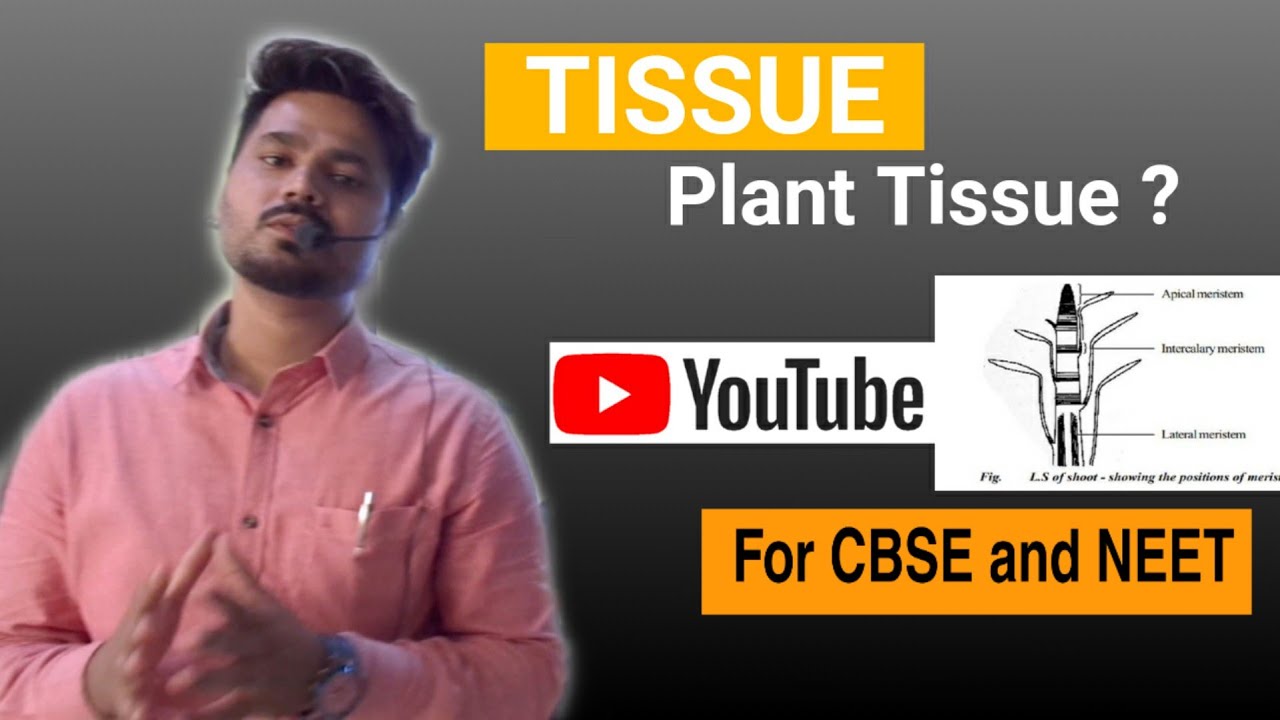 Tissues - Plant Tissue (Part- II) Detailed Explanation by Biology In My Pocket