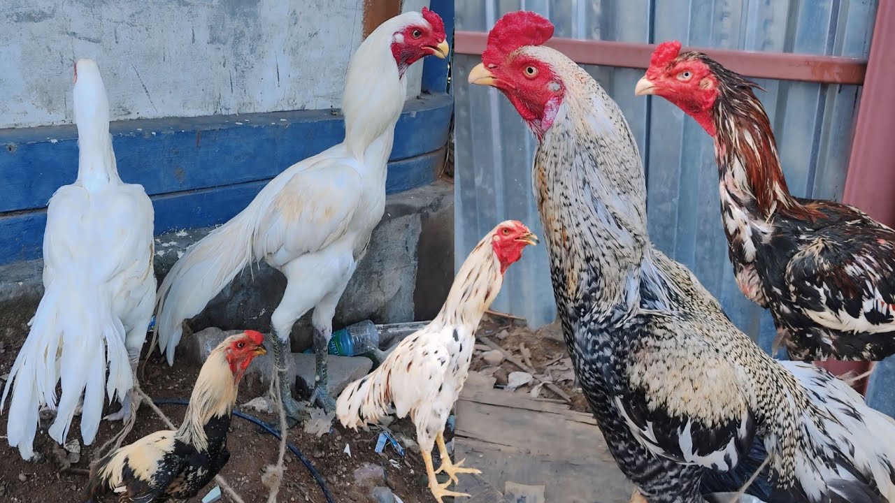 Erragadda Every Sunday Bird Market