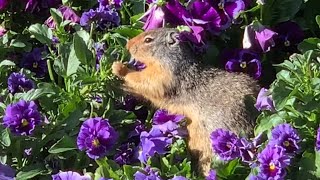 正在覓食花朵的花栗鼠 chipmunk，很可愛喔~~
