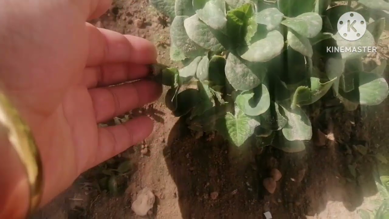 جبتلكم الشتاء معايا تنظيف عميق،،🍲🥗