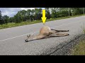 Un homme a trouvé un cerf mort, puis il s'est passé quelque chose à donner la chair de poule…