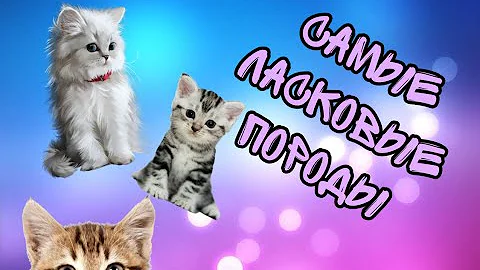САМЫЕ ЛАСКОВЫЕ ПОРОДЫ КОШЕК
