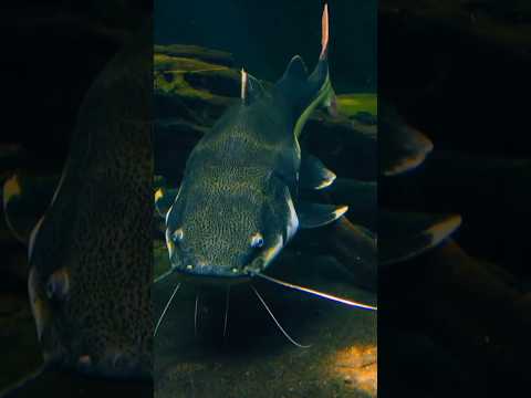 خطورة تناول سمك القرموط وهل اكله حرااام