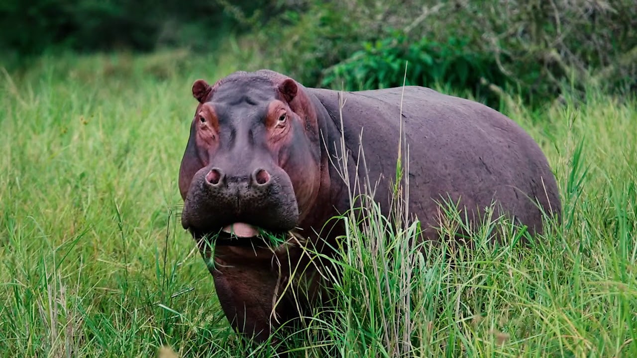 MALAWI - On Safari in Liwonde National Park and at Game Haven | Mini Travellers