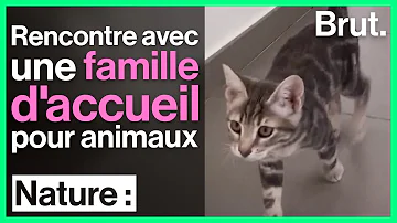 Ou adopter un chaton dans le 95 ?