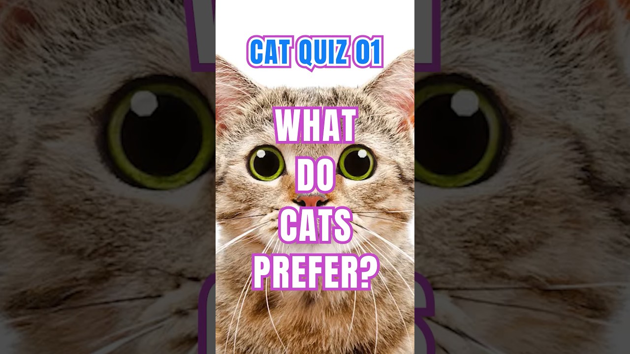 CAT QUIZ TRIVIA 01 😻 How MUCH do you know about CATS? 🐾 