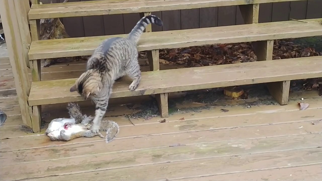 Me and my massive cat squirrel hunting YouTube