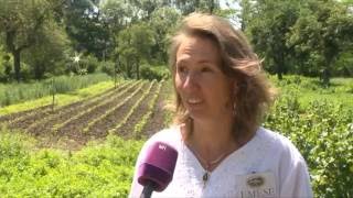 Szentabrahami Gyógynövényes Kert 2016