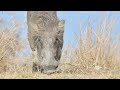 The Quiet Survivors of the Savannah | Warthogs of Uganda
