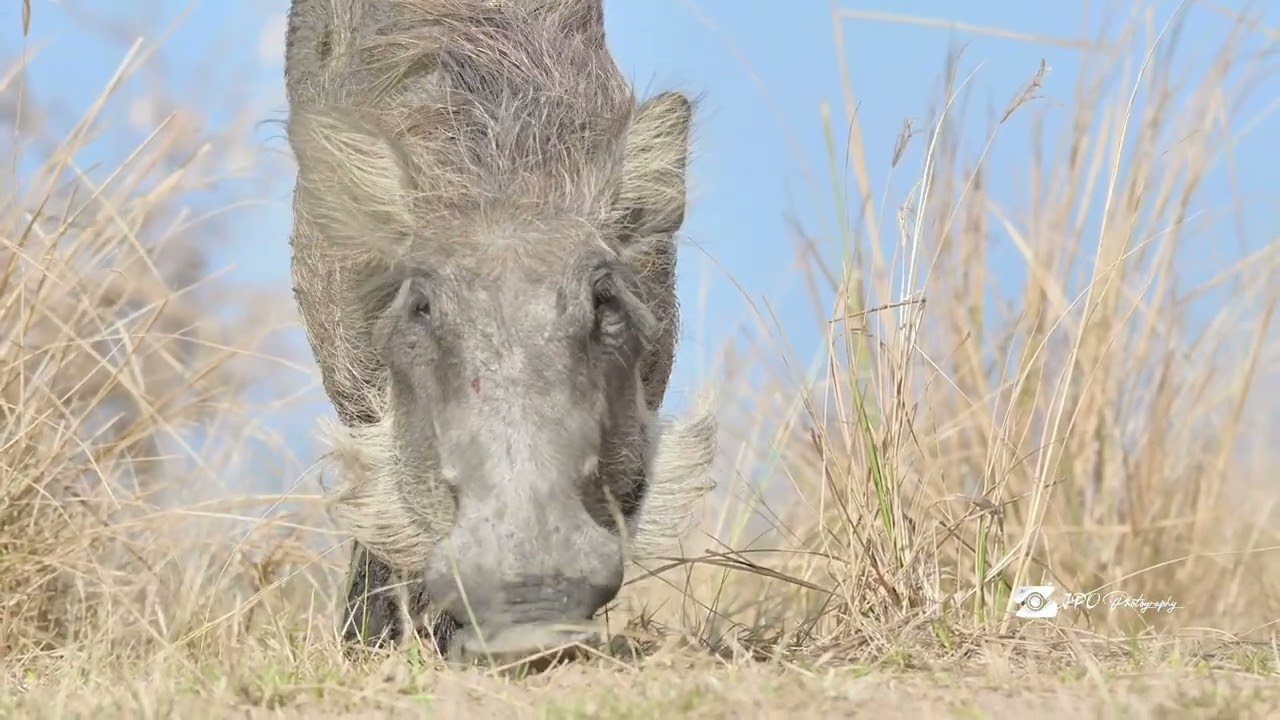 The Quiet Survivors of the Savannah | Warthogs of Uganda