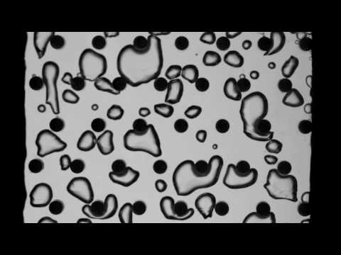Pin-fin Array from Pennsylvania State University