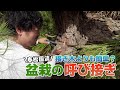 【春松園流】盆栽の呼び接ぎを紹介するつもりが大変な目に合う羽目に…
