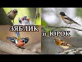 ЗЯБЛИК и ЮРОК Певцы достойные внимания ЗЯБЛИК и ЮРОК Певцы достойные внимания