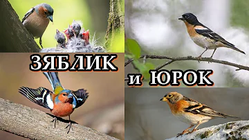 ЗЯБЛИК и ЮРОК - Певцы достойные внимания