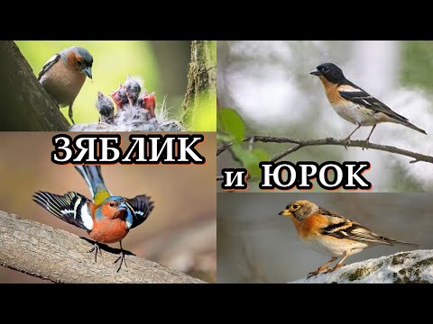 Video: Bird Yurok: fotografia a popis