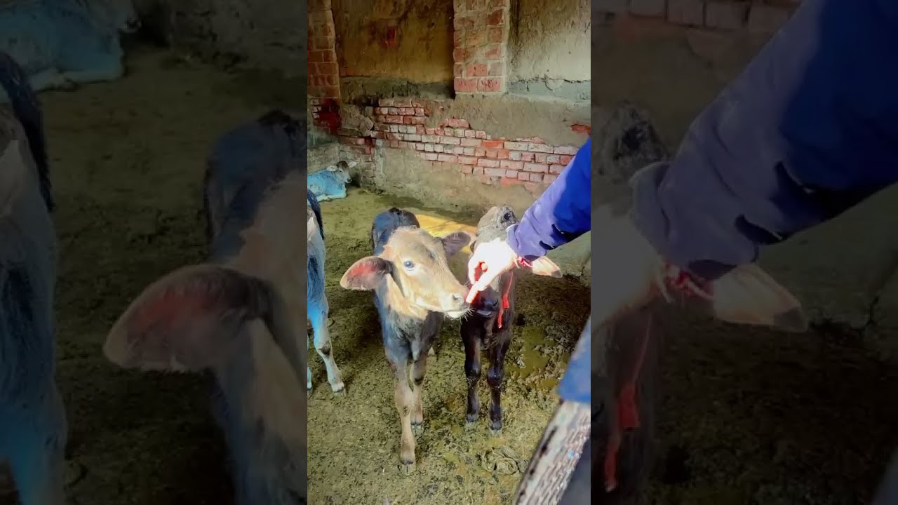 Serving Cows, Serving Humanity ❤️ | Ankit garg | AdPolitix | #ankitgarg #cowlover #gaumata #gauseva