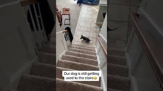 My dog is still getting used to the stairs 🤦🏻‍♂️ #dogs #dogshorts #dog #puppies