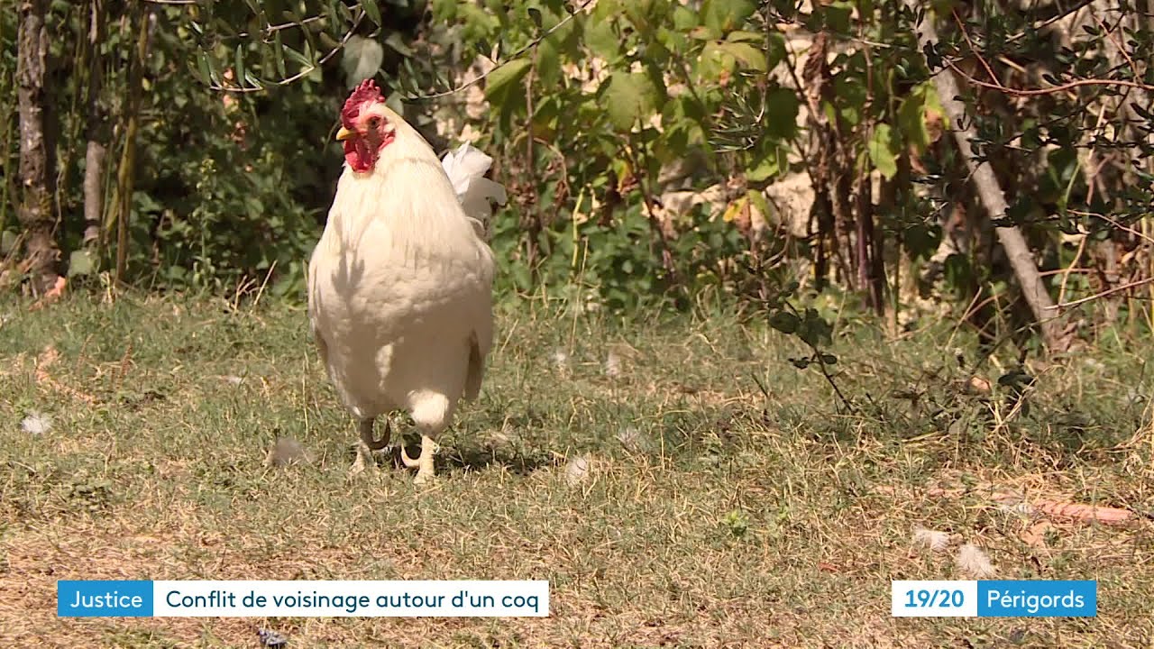 Un coq et des voisins en procès à Périgueux
