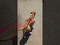 Moose video