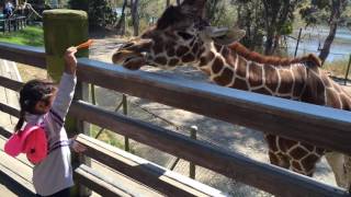 Giraffe feeding at Six Flags Discovery Kingdom