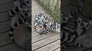 cute animal #animals #viral #trending #youtube #funny cute animal #animals #viral #trending #youtube #funny