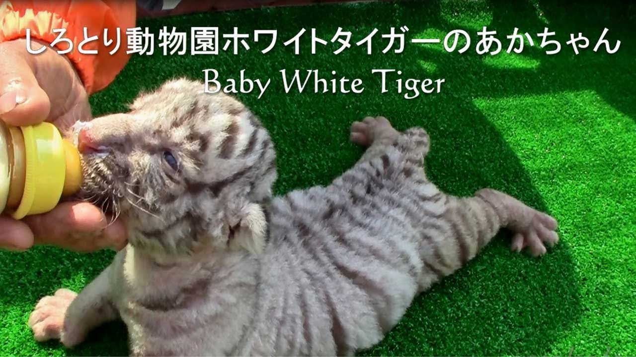 しろとり動物園ホワイトタイガー赤ちゃん〈ミルクをごくごく〉Baby White Tigers YouTube