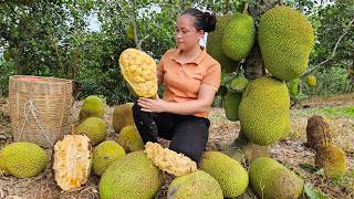 Harvest Jackfruit Orchards market to sell - Cook pumpkin food for pigs & Gardening with Ly thi Ca
