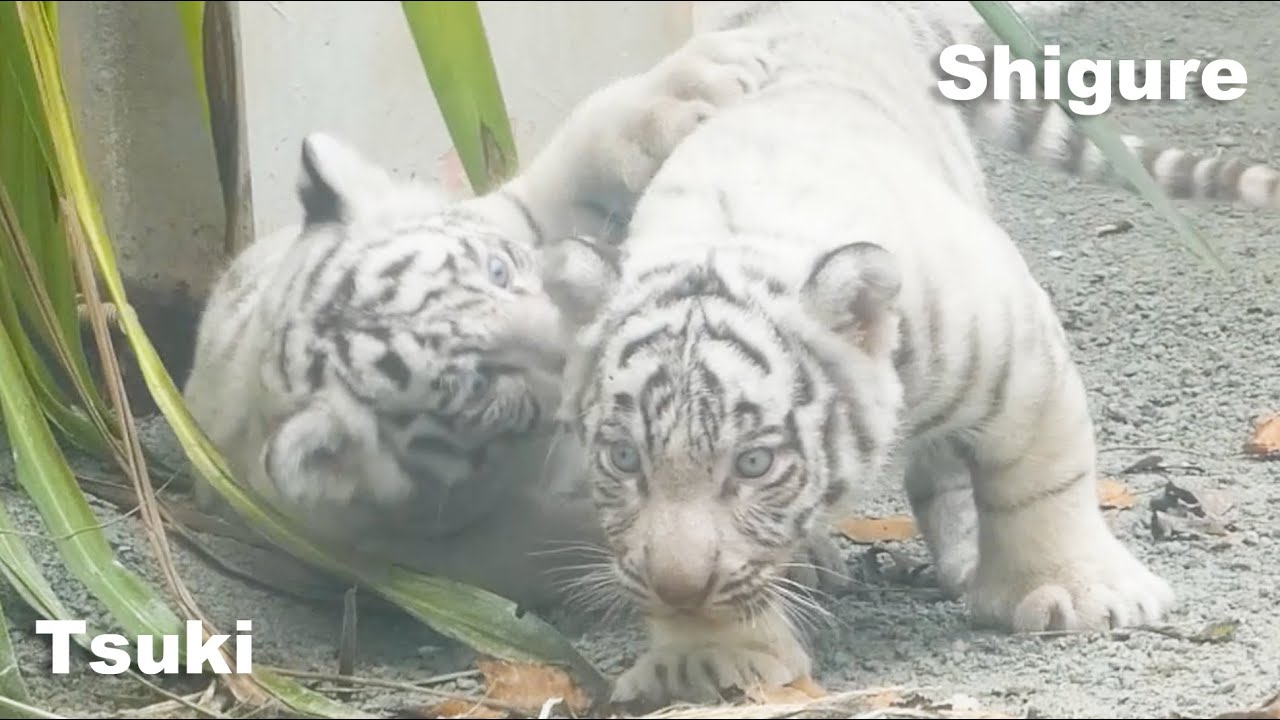 Living Plushies! Twin White Tigers’ Adorable Play Fight ❤️