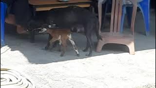 Lucu//Anjing menyusui Anak Kambing