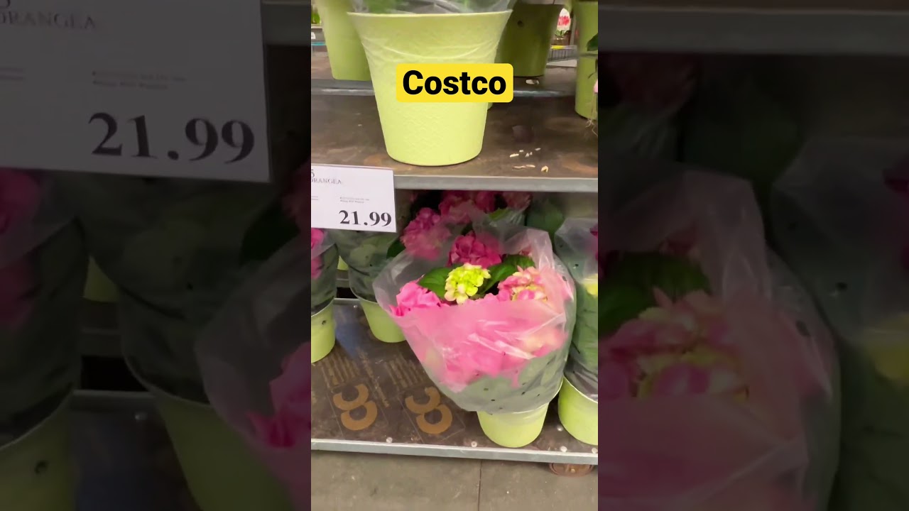 Costco Spring Flowers, Plants 🪴 