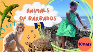 10 MINS! Kids Explore Animals of Barbados 🌴🐢 | Poppy's Zoo Compilation Video