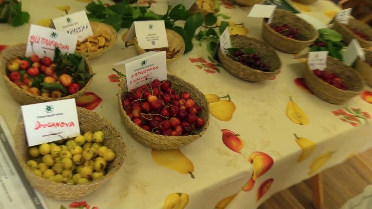 Komentovaná prohlídka výstavy starých odrůd ČSOP: Pozdni třesně, višně a první  hrušky