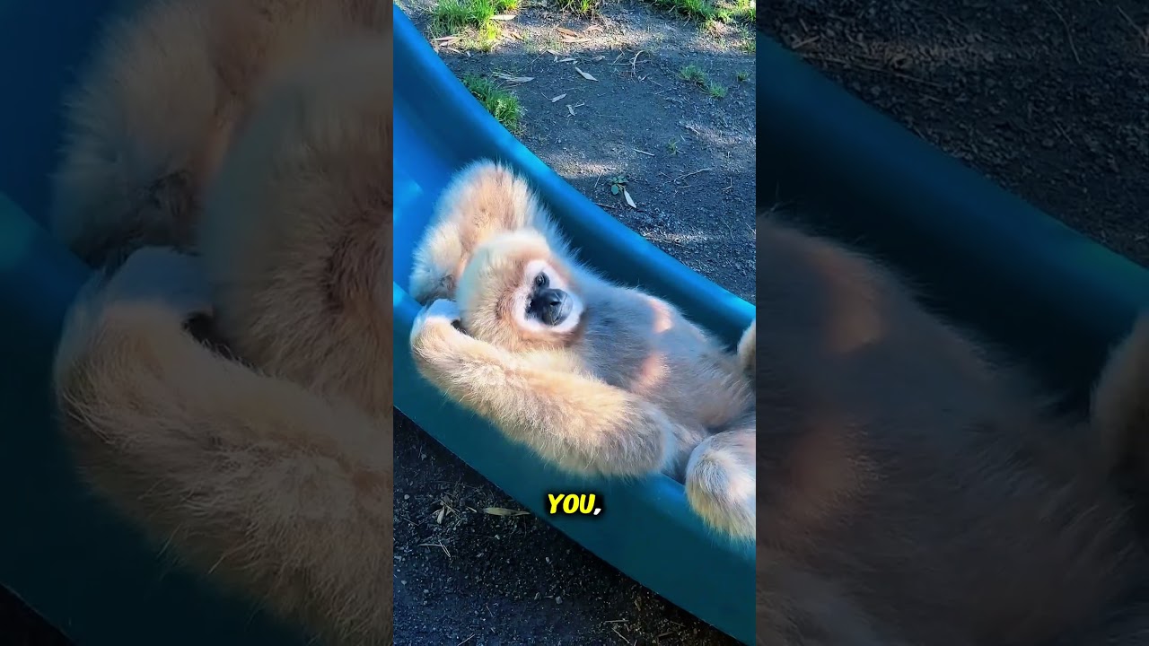 Gibbons: Why This Monkey WILL DIE Without a Hug? (Shocking Fact About Tenderness) 