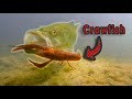 HOW Does A Bass Eat A Crawfish?? | Live Crawfish GoPro Footage (Vol. 2)