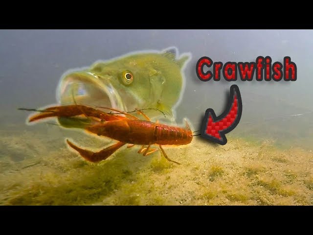 HOW Does A Bass Eat A Crawfish??  Live Crawfish GoPro Footage (Vol. 2) 