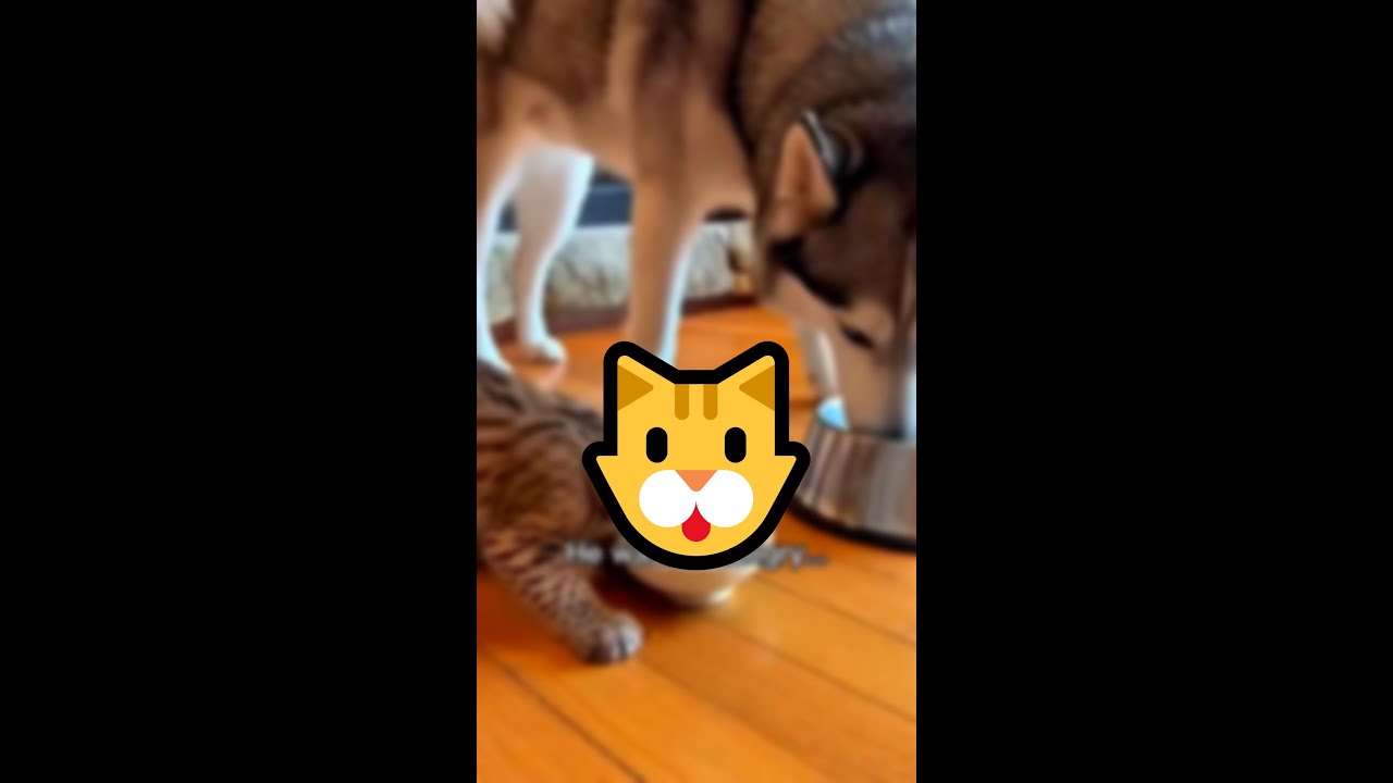 While driving this man saw a wounded bobcat lying in the snow……