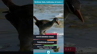 White-browed Crake Bird Guide: Secretive Wetland Runner of the Pacific