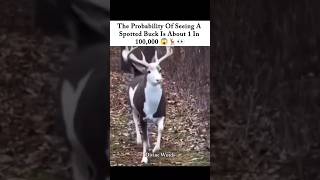 This deer is a 1 in 100,000 miracle 🤯🦌 #wildanimals #wildlifefacts #naturesounds #rareanimals