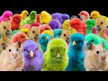 Capture de la vidéo Wow Amazing Catch Cute Chickens, Colorful Chickens, Cute Ducks, Hamsters, Rabbits, Guinea Pigs L7