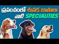 Dog breeds in the world and their specialties