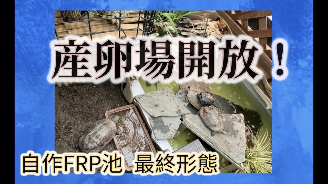 Spawning grounds open!! Kamezo☆Channel 78th clutch - YouTube