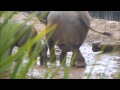 Slippery introduction to mud for one-week-old baby elephant