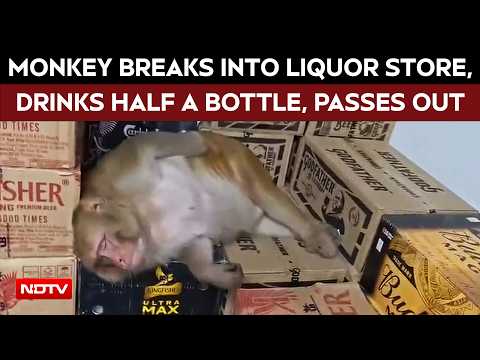 Ranchi News | Pregnant Monkey Breaks Into A Ranchi Liquor Shop, Drinks Half A Bottle And Passes Out