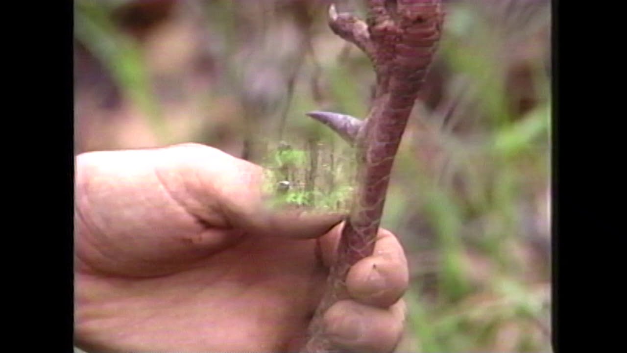 Challenging Spring Gobblers - Dick Kirby and Bobby - Alabama Turkey Hunt