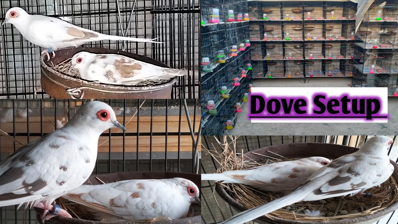 150 Dove Mutation pair & LoveBirds breeding setup visit Sohail Bhai. # ...