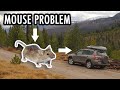 One Last Visit to Two of My Favorite Places (& Mouse Trouble!) – SUV Camping/Vanlife Adventures