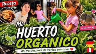 Mi Huerto Orgánico semana a semana en Alemania 🇩🇪 🥰 / Sophia cuida del Huerto 🌱💕 - Shirley Tocic 